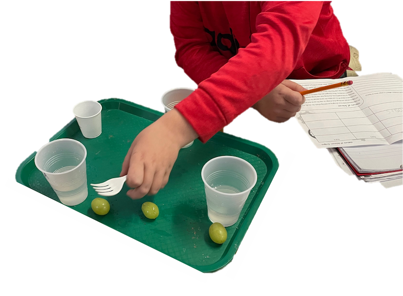hands-on learning boy holding fork smashing a grape on a tray